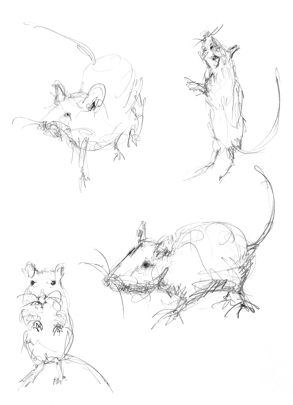 Vier von Julie Béna gezeichnete Mäuse
